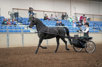 2019 Morgan Horse Show - Aug 31, 2019 - 04624