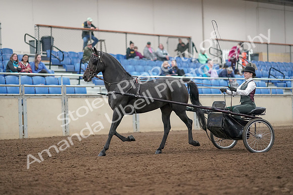 2019 Morgan Horse Show - Aug 31, 2019 - 04624