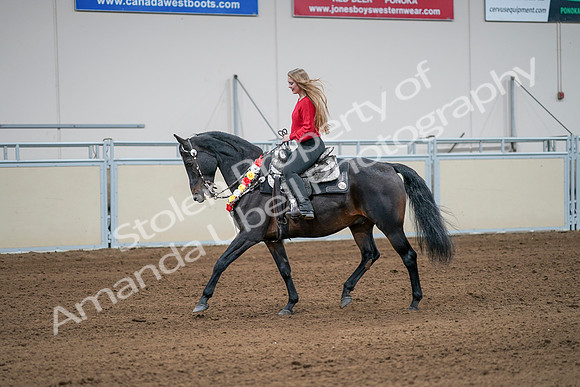 2020 - AB Morgan Horse - Sat, Sept 05 - 10403