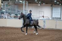 2020 - AB Morgan Horse - Fri, Sept 04 - 06970