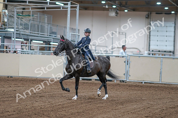 2020 - AB Morgan Horse - Fri, Sept 04 - 06970