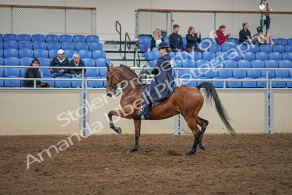 2020 - AB Morgan Horse - Sat, Sept 05 - 09709