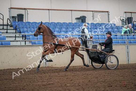 2019 Morgan Horse Show - Aug 30, 2019 - 13312