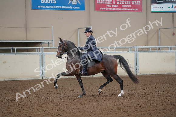2019 Morgan Horse Show - Aug 30, 2019 - 24313