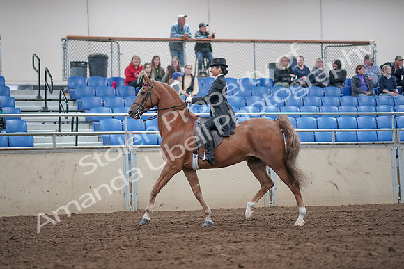 2019 Morgan Horse Show - Aug 31, 2019 - 20393