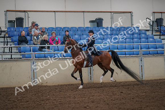 2019 Morgan Horse Show - Aug 30, 2019 - 25142