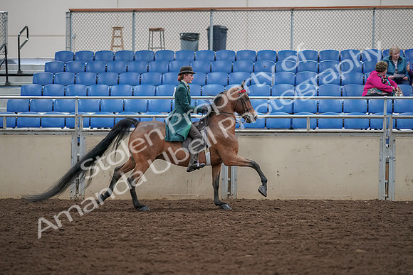 2019 Morgan Horse Show - Aug 30, 2019 - 28188