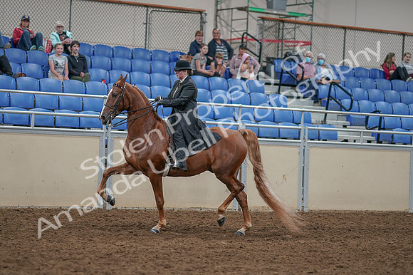 2020 - AB Morgan Horse - Fri, Sept 04 - 11257