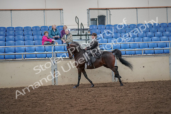 2019 Morgan Horse Show - Aug 30, 2019 - 28023