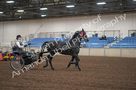2019 Morgan Horse Show - Aug 31, 2019 - 04813
