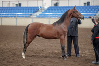 2019 Morgan Horse Show - Aug 31, 2019 - 00145