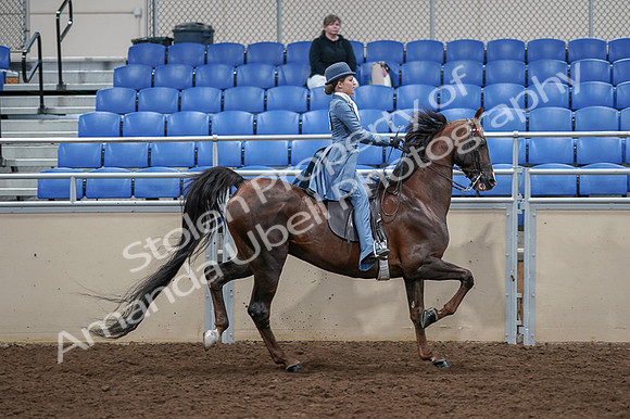 2020 - AB Morgan Horse - Fri, Sept 04 - 05217