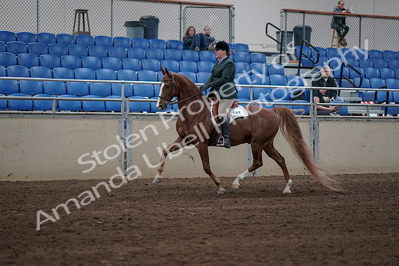 2019 Morgan Horse Show - Sept 01, 2019 - 12259