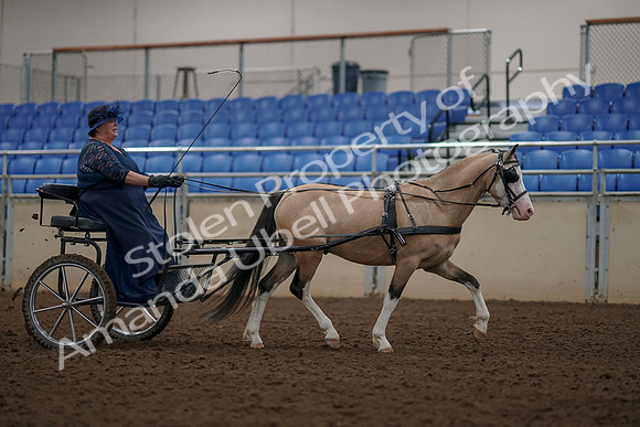 2019 Morgan Horse Show - Aug 31, 2019 - 04482