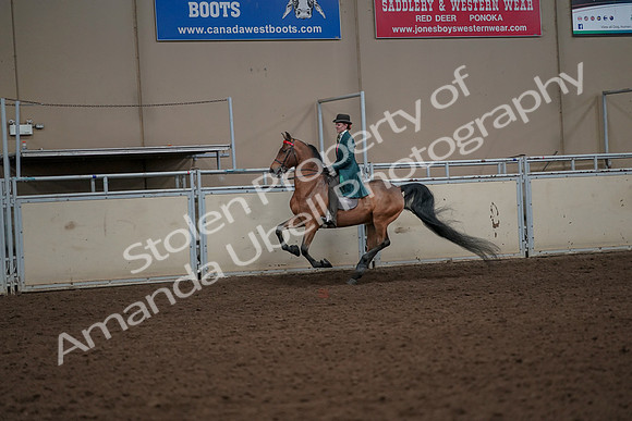 2019 Morgan Horse Show - Aug 30, 2019 - 27998
