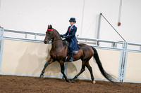 2020 - AB Morgan Horse - Sat, Sept 05 - 08542