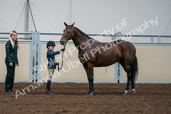 2020 - AB Morgan Horse - Fri, Sept 04 - 01005
