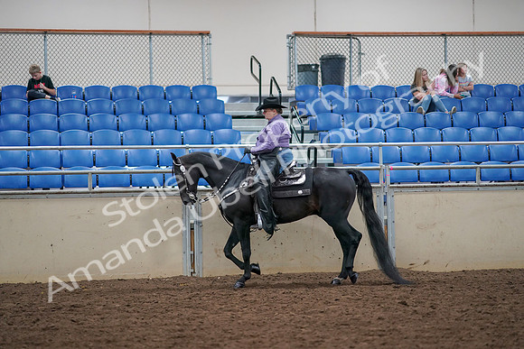 2019 Morgan Horse Show - Aug 30, 2019 - 16739