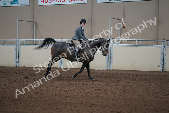 2019 Morgan Horse Show - Sept 01, 2019 - 11115