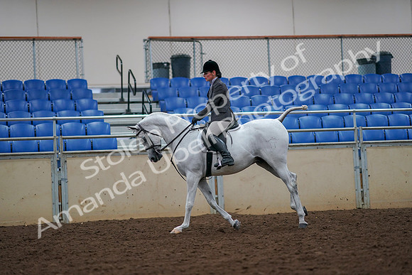 2019 Morgan Horse Show - Aug 30, 2019 - 17447