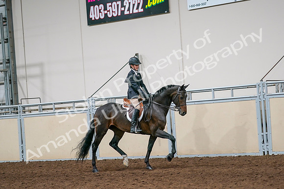 2020 - AB Morgan Horse - Sun, Sept 06 - 08068