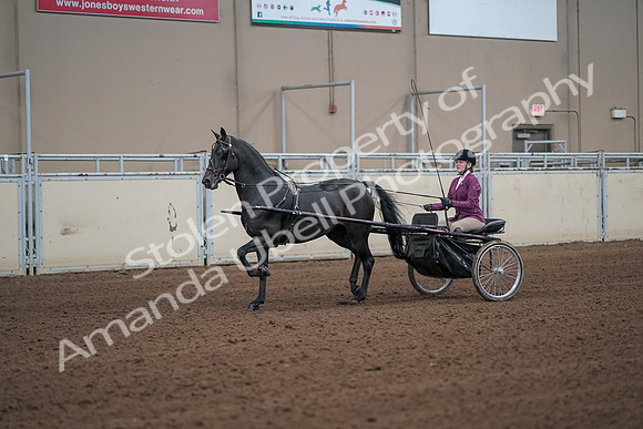 2019 Morgan Horse Show - Sept 01, 2019 - 10373_1