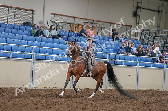 2020 - AB Morgan Horse - Fri, Sept 04 - 11359