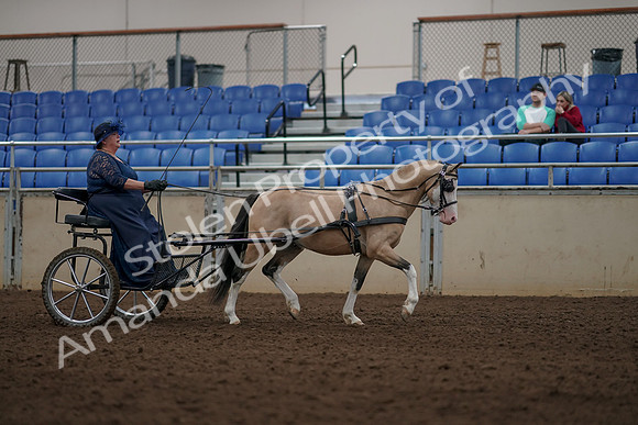 2019 Morgan Horse Show - Aug 31, 2019 - 04433