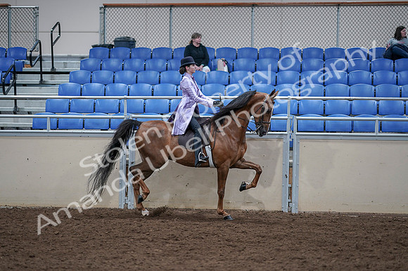 2020 - AB Morgan Horse - Fri, Sept 04 - 05089