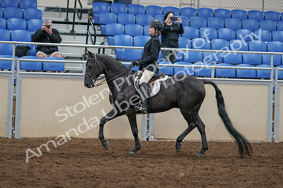 2020 - AB Morgan Horse - Sun, Sept 06 - 07789
