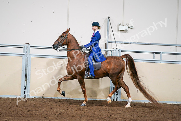 2020 - AB Morgan Horse - Fri, Sept 04 - 04983