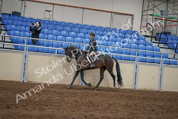 2020 - AB Morgan Horse - Sun, Sept 06 - 07863