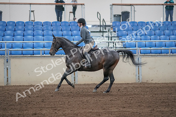 2019 Morgan Horse Show - Sept 01, 2019 - 11002