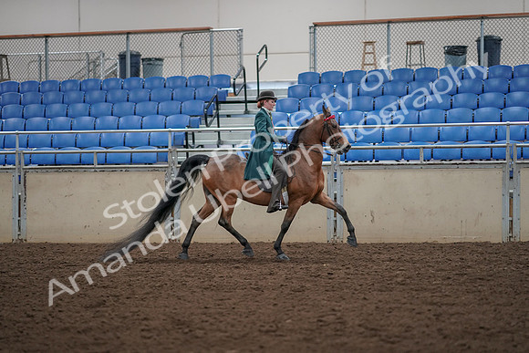 2019 Morgan Horse Show - Aug 30, 2019 - 28126