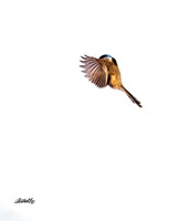 Birds - 002