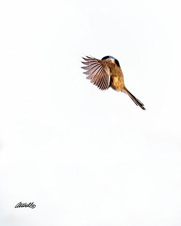 Birds - 002