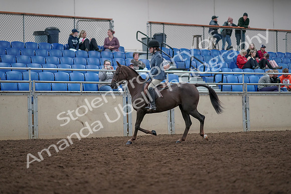 2019 Morgan Horse Show - Aug 31, 2019 - 16555