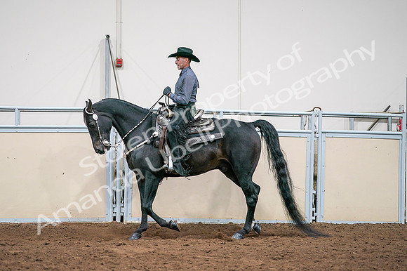 2020 - AB Morgan Horse - Fri, Sept 04 - 08551