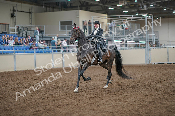 2020 - AB Morgan Horse - Fri, Sept 04 - 11113