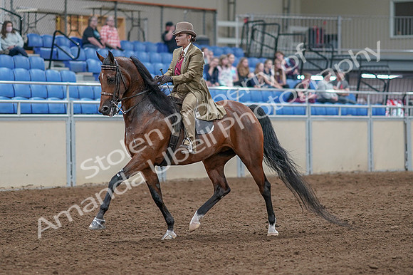 2020 - AB Morgan Horse - Fri, Sept 04 - 11149
