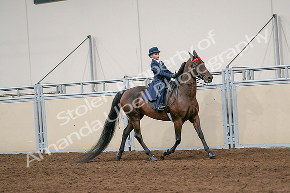 2020 - AB Morgan Horse - Sat, Sept 05 - 04836