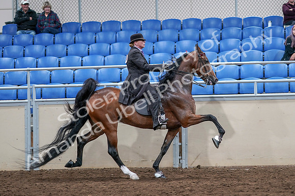 2020 - AB Morgan Horse - Sat, Sept 05 - 13241