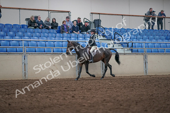 2019 Morgan Horse Show - Aug 31, 2019 - 20411