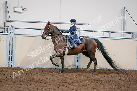 2020 - AB Morgan Horse - Sat, Sept 05 - 04814