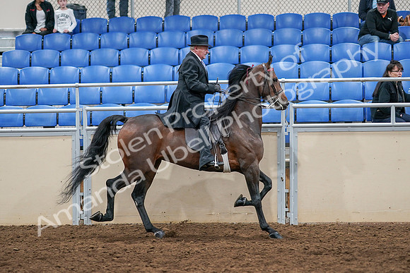 2020 - AB Morgan Horse - Sat, Sept 05 - 08168