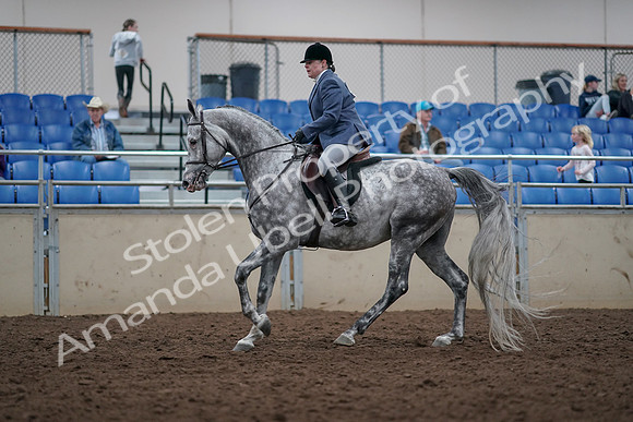 2019 Morgan Horse Show - Aug 31, 2019 - 15039