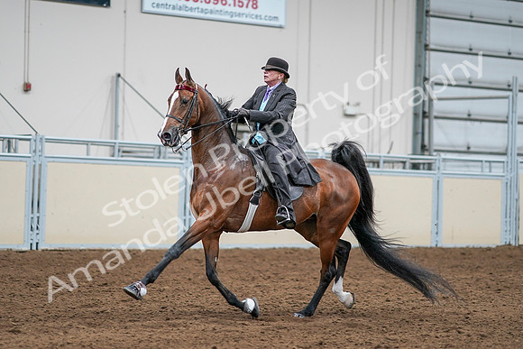 2020 - AB Morgan Horse - Sat, Sept 05 - 13170