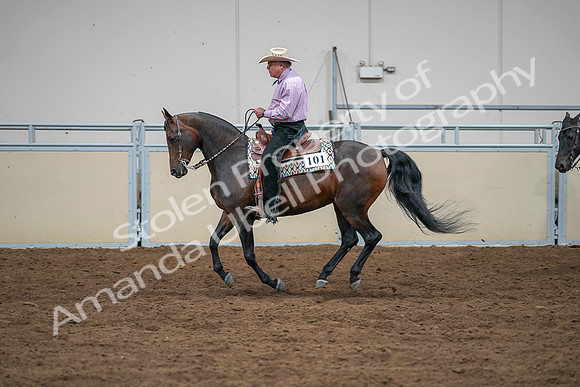 2020 - AB Morgan Horse - Sat, Sept 05 - 05655