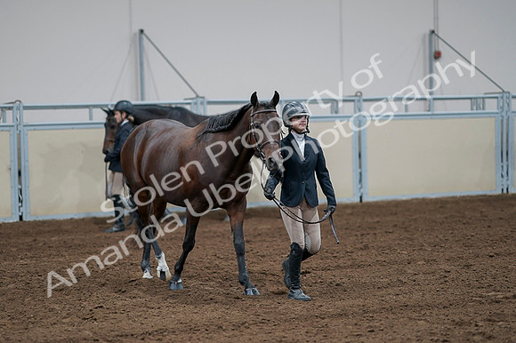 2020 - AB Morgan Horse - Fri, Sept 04 - 00791