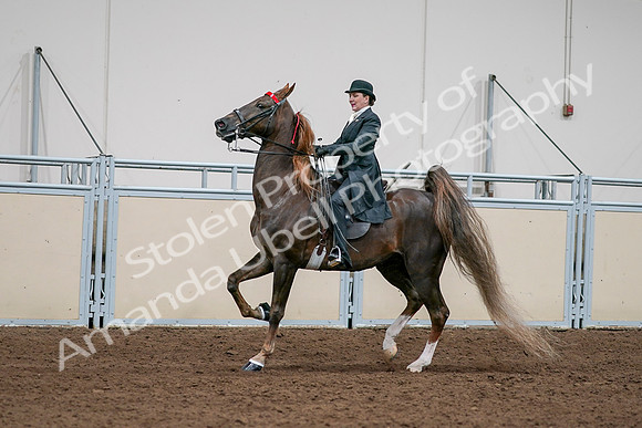 2020 - AB Morgan Horse - Sat, Sept 05 - 13128